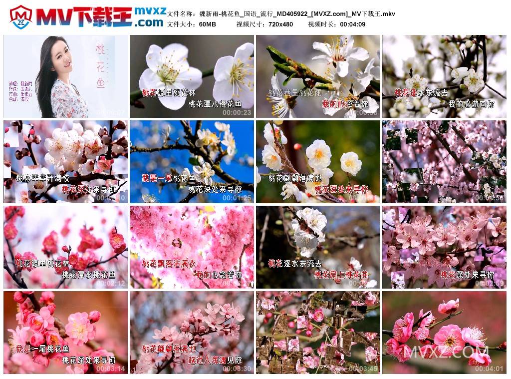 魏新雨-桃花鱼_国语_流行_MD405922